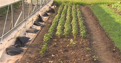 Hundreds of plants stolen from Newton Community Farm